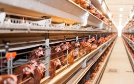 Более&nbsp;50% мяса в&nbsp;Татарстане производят птицеводческие компании / Агро-Матик