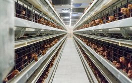 В&nbsp;следующем году в&nbsp;Коми заработает высокотехнологичный завод по&nbsp;производству комбикорма / Агро-Матик