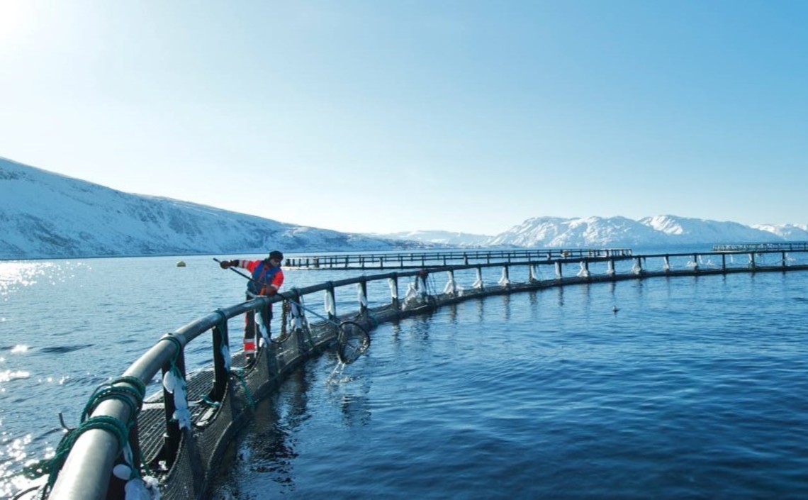 Норвежской аквакультуре грозит налог в 40% / Агро-Матик
