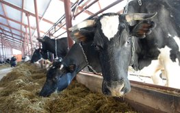В&nbsp;Ивановской области завершается строительство животноводческого комплекса на&nbsp;1200 голов КРС / Агро-Матик