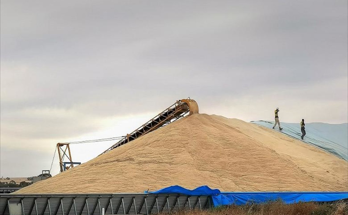 Минсельхоз США повысил прогноз по российской пшенице / Агро-Матик