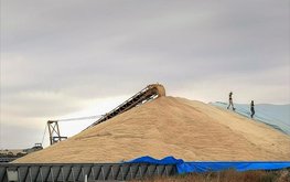 Минсельхоз США повысил прогноз по&nbsp;российской пшенице / Агро-Матик