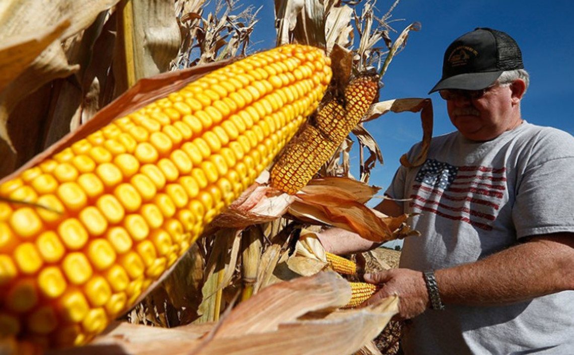 Производство кормовой кукурузы в США может скоро достигнуть предела / Агро-Матик