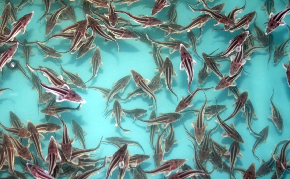 Производство продукции аквакультуры за 9 месяцев выросло почти на 36% — до 203 тысяч тонн / Агро-Матик