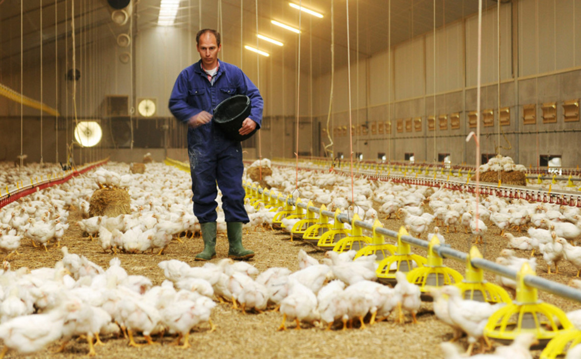 Птицефабрики в Нидерландах вынуждены будут ввести раннее кормление / Агро-Матик