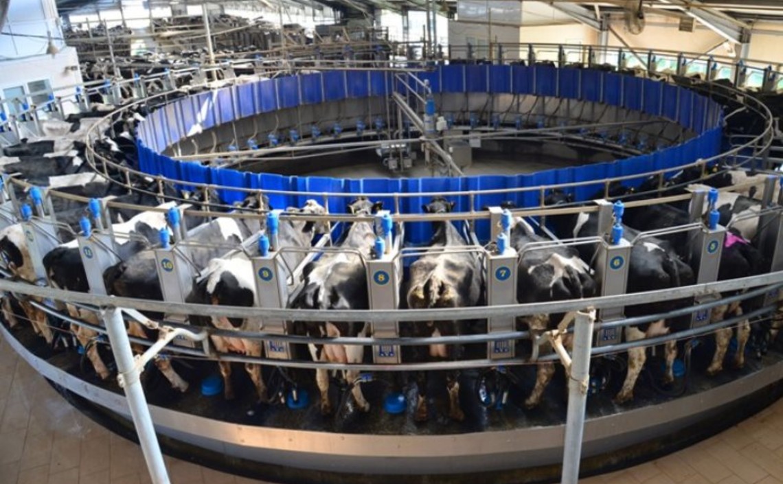 В сельскохозяйственных предприятиях Саратовской области произведено 110 тысяч тонн молока / Агро-Матик