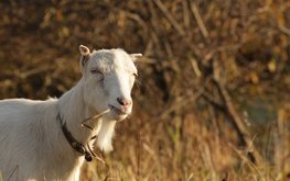 Ученые разработали новый корм для животных из&nbsp;рисовой соломы и&nbsp;листьев цитрусовых деревьев / Агро-Матик