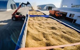 Карантинные сертификаты введут для перевозки зерна по&nbsp;РФ / Агро-Матик