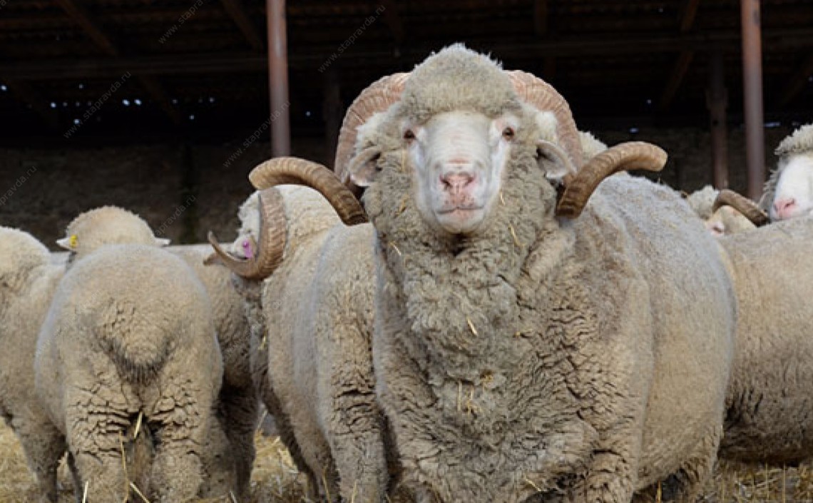 В Туркменском районе Ставрополья строится овцекомплекс / Агро-Матик