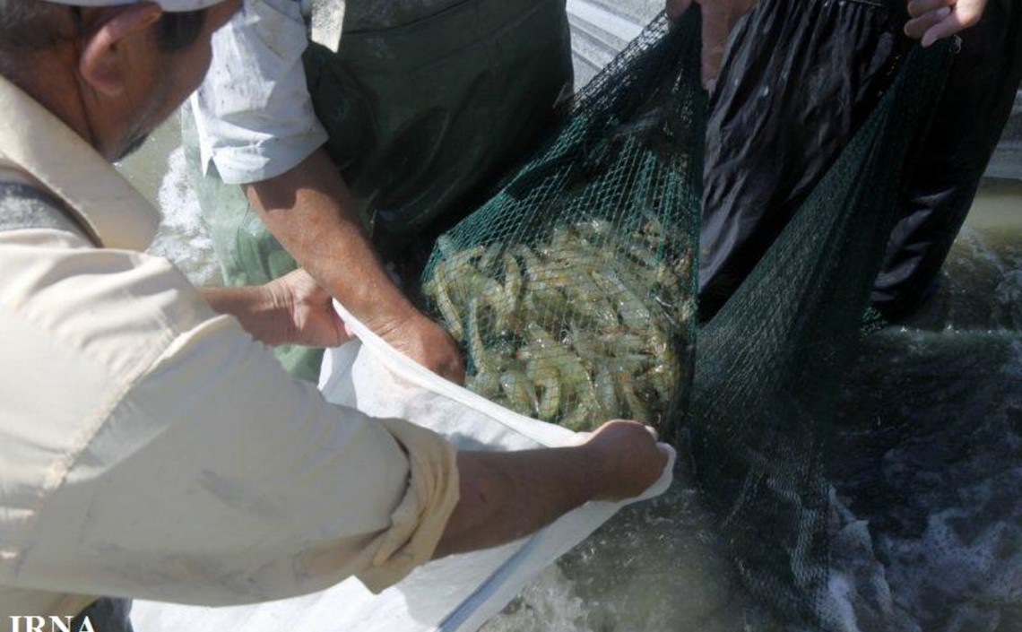 Производство рыбы в Иране вырастет на 15 процентов / Агро-Матик