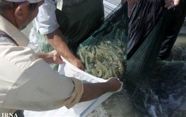 Производство рыбы в&nbsp;Иране вырастет на&nbsp;15&nbsp;процентов / Агро-Матик