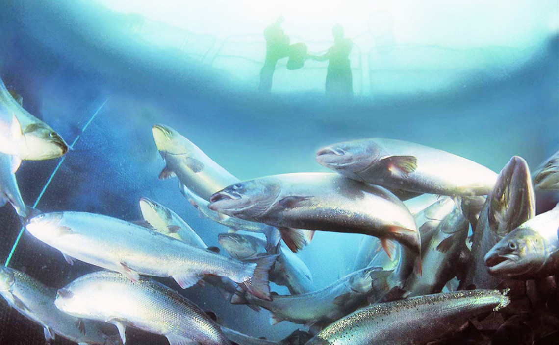На поддержку производства лосося направят 15 млрд рублей / Агро-Матик