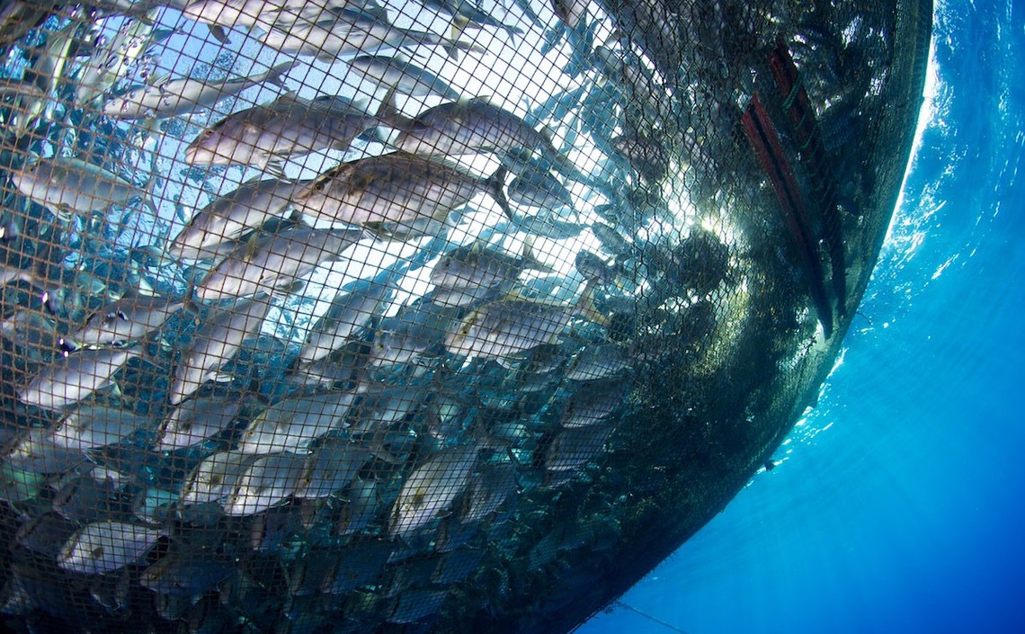США: Рынок аквакультуры вырастет на 4,8% в 2019 — 2027 годах / Агро-Матик