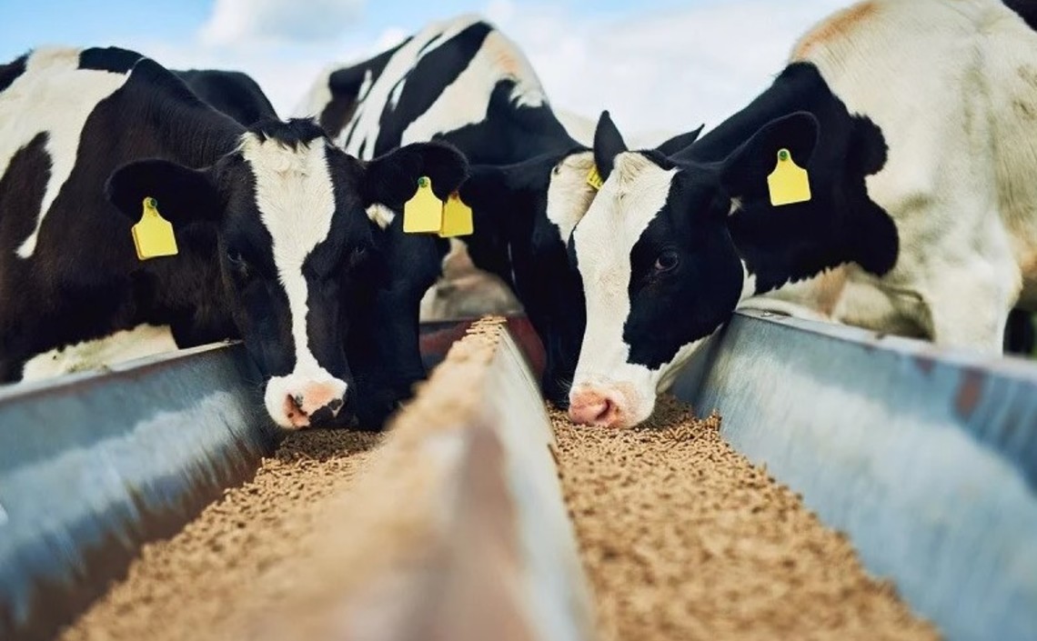 Сколько раз в день давать корм корове для лучшего здоровья / Агро-Матик