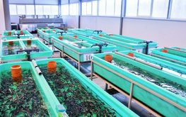 На&nbsp;Кубани откроют селекционный центр рыбоводства / Агро-Матик