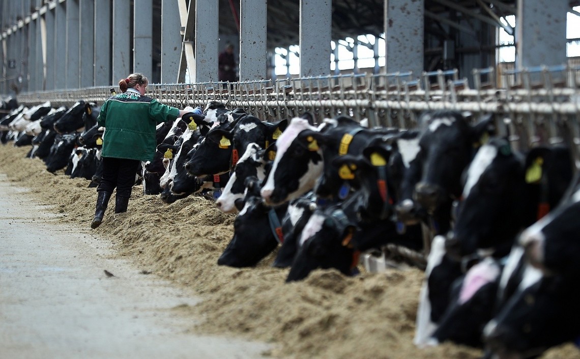 В следующем году «ЭкоНива» планирует произвести 1,2 млн тонн молока / Агро-Матик