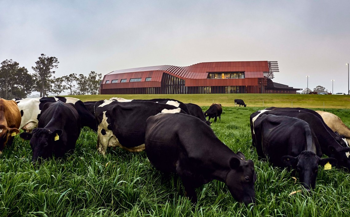 Австралия сокращает производство молока из-за дефицита кормов / Агро-Матик