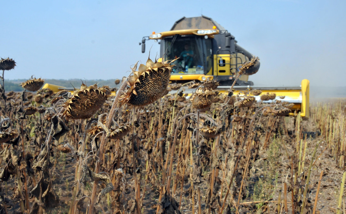 Липецкая область в 2019 году получила рекордный урожай масличных культур / Агро-Матик
