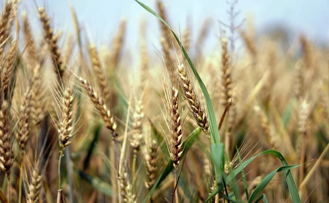 Точная настройка генома может увеличить урожай пшеницы в Европе до 90% / Агро-Матик