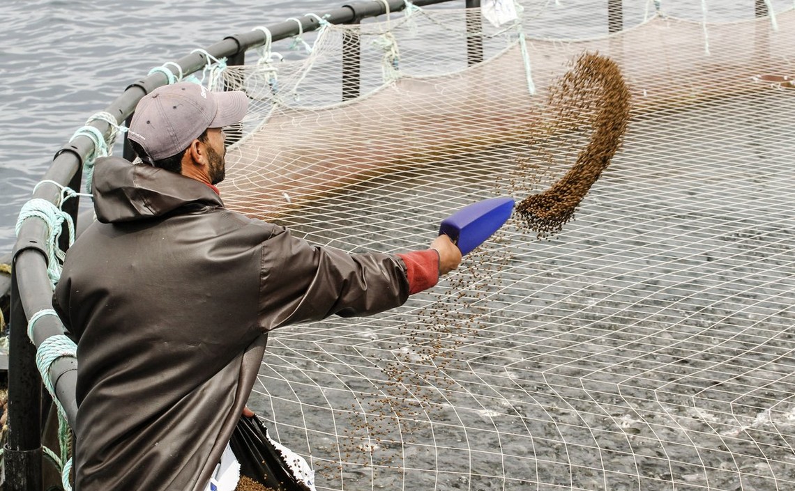 Египет превосходит Норвегию и Чили в производстве продукции аквакультуры / Агро-Матик
