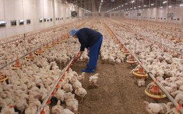 Производство скота и&nbsp;птицы увеличилось за&nbsp;11&nbsp;месяцев 2019 года на&nbsp;250 тысяч тонн / Агро-Матик