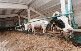 Предприятие по&nbsp;производству кормов откроется под Псковом в&nbsp;2020 году / Агро-Матик