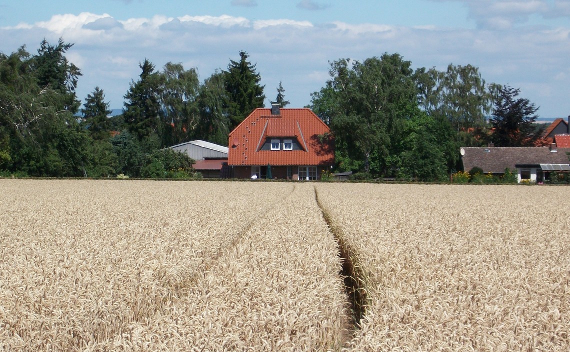 В Германии снизили выращивание пшеницы / Агро-Матик