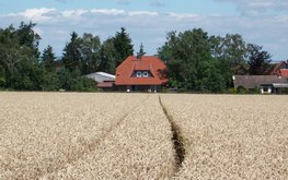 В&nbsp;Германии снизили выращивание пшеницы / Агро-Матик