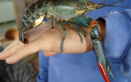 Раки произведут бум в&nbsp;индустрии морепродуктов: быстрорастущая аквакультура пользуется спросом / Агро-Матик