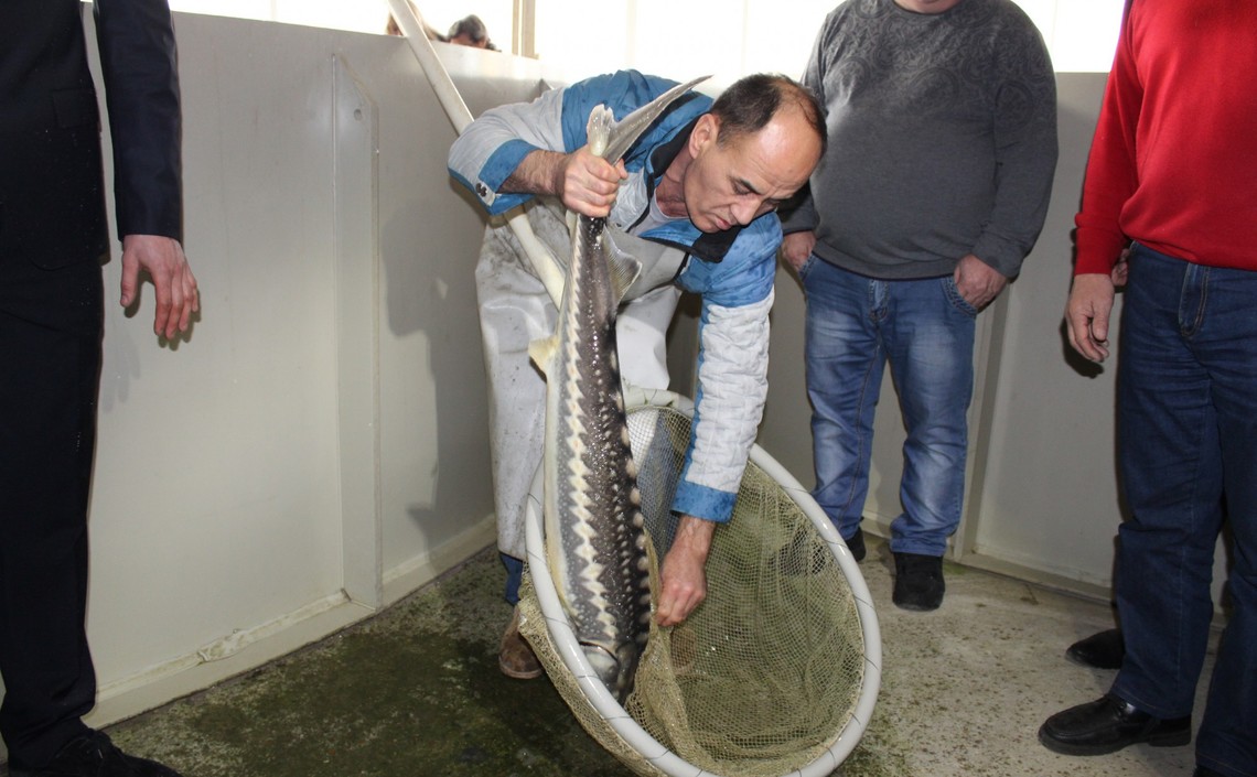 В Нижегородской области открылись два новых рыбоводных хозяйства / Агро-Матик