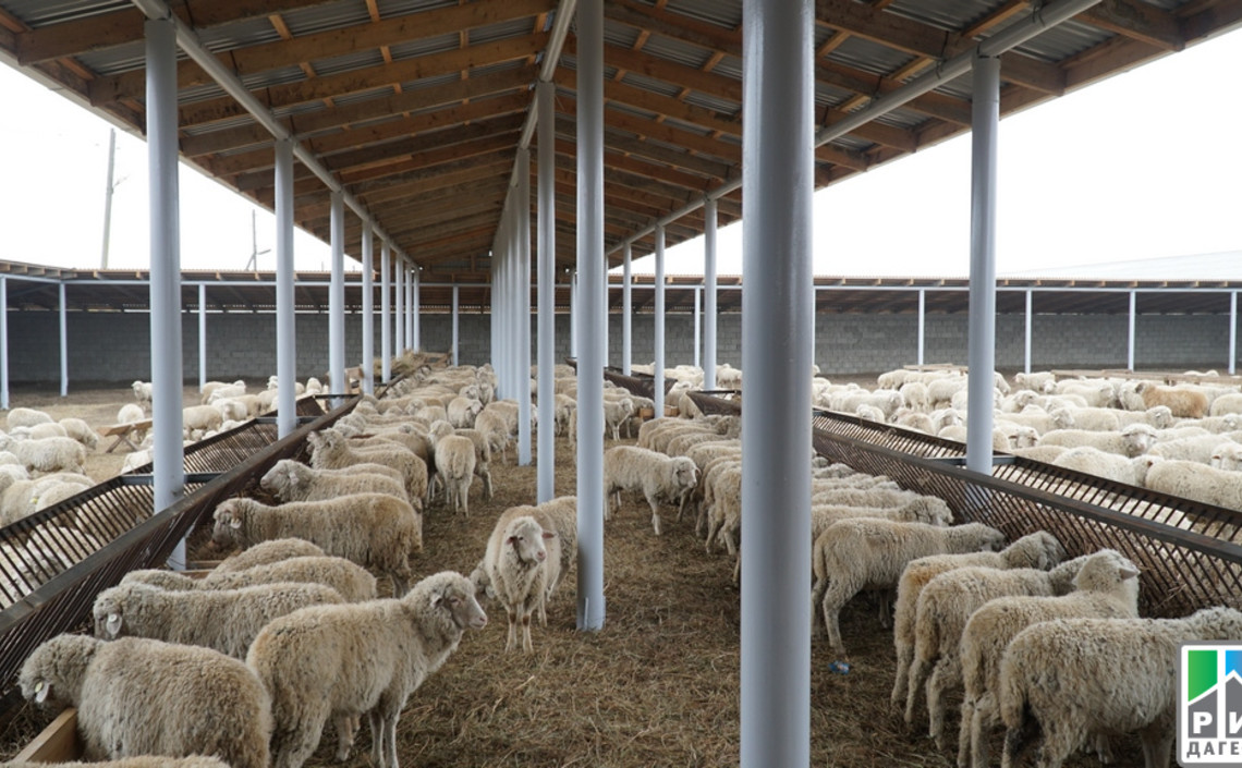 В Дагестане открылась откормочная площадка на 1,5 тысячи голов овец / Агро-Матик