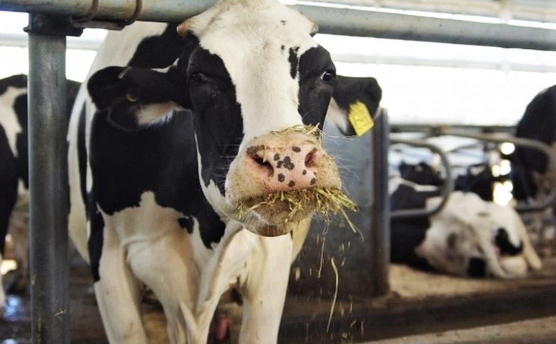 В Псковской области построят молочные фермы на 22 млрд рублей / Агро-Матик