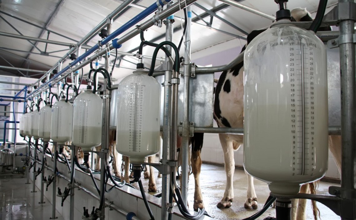 За 11 месяцев текущего года производство молока в сельхозорганизациях выросло на 4,2% / Агро-Матик