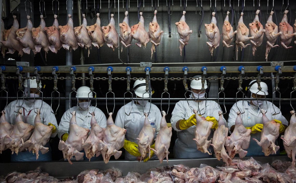 Мировое производство куриного мяса вырастет за счет Азии / Агро-Матик