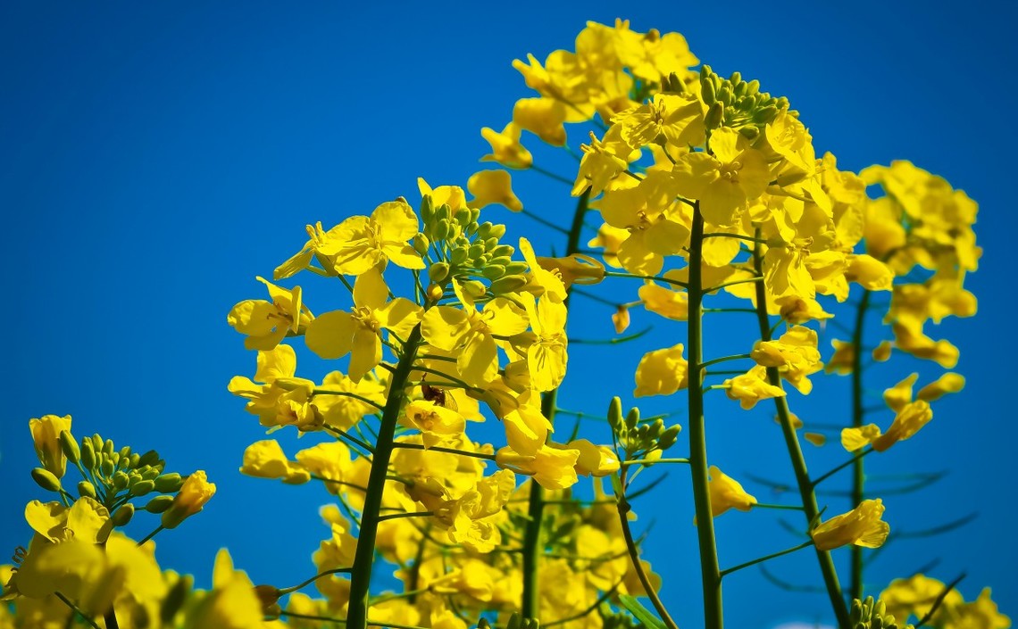 Шведскую модель выращивания органического рапса тестируют в Великобритании / Агро-Матик