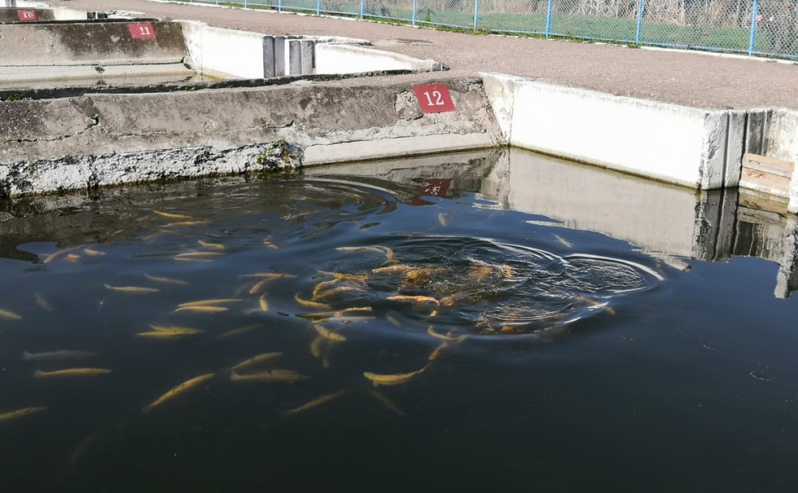Более 5 тысяч тонн рыбы выращено в Дагестане за 2019 год / Агро-Матик