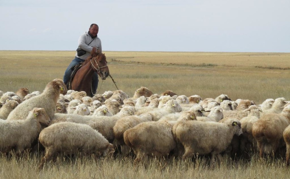 Казахстан запрещает экспорт живого сельхозскота / Агро-Матик