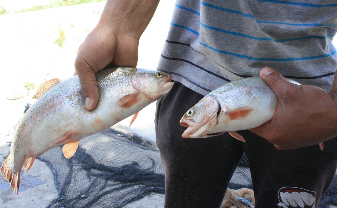 В Таджикистане рыбоводство выросло почти на треть / Агро-Матик