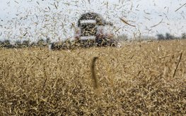 Россия к&nbsp;январю 2020 года сократила экспорт зерна до&nbsp;26&nbsp;млн тонн / Агро-Матик