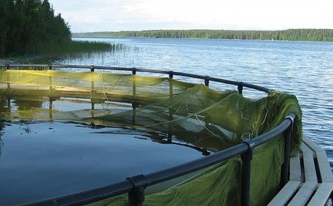 Правительство Архангельской области одобрило программу развития арктического рыбопромышленного кластера / Агро-Матик
