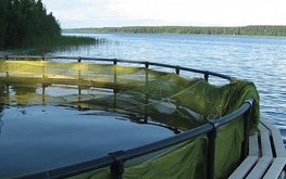 Правительство Архангельской области одобрило программу развития арктического рыбопромышленного кластера / Агро-Матик