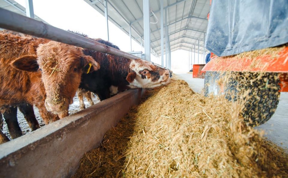 В России произведено более 15 млн тонн скота и птицы в 2019 году / Агро-Матик