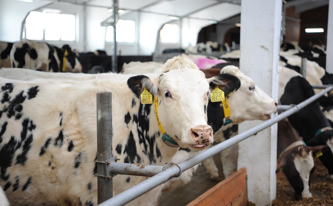 В Татарстане отмечен рекорд по суточному производству молока / Агро-Матик