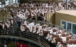 Производство молока в&nbsp;России может вырасти до&nbsp;33,6 млн тонн в&nbsp;2024 году&nbsp;&mdash; Минсельхоз / Агро-Матик