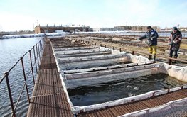 Какие виды рыб выращивать в&nbsp;садках / Агро-Матик