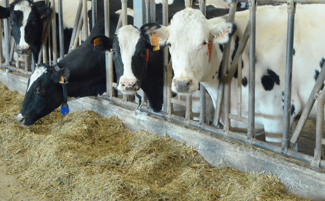 В Саратовской области обсудили реализацию инвестпроектов в отрасли животноводства / Агро-Матик