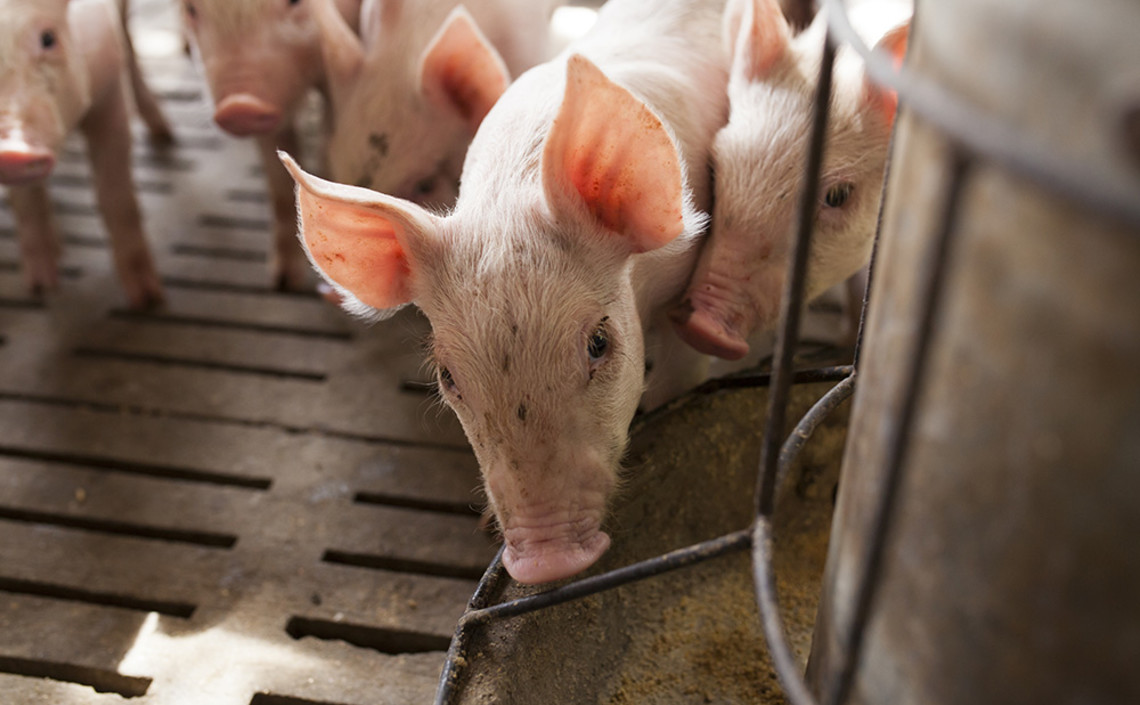 Бразилия запретила 3 стимулятора роста животных для отрасли свиноводства / Агро-Матик