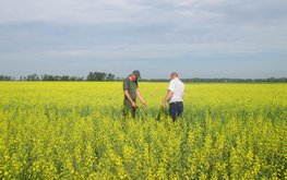 Красноярский край занял первое место в&nbsp;России по&nbsp;производству рапса / Агро-Матик