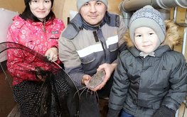 В&nbsp;Башкирии разводят африканских сомов / Агро-Матик