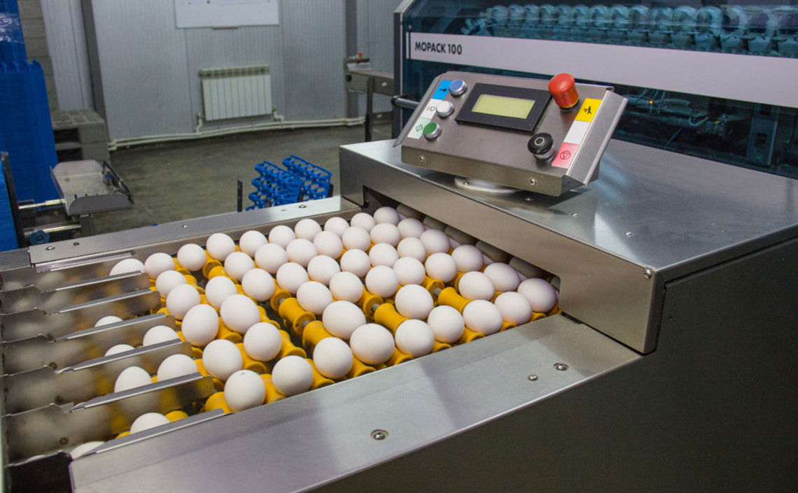 Производство яиц в Рязанской области за три года выросло на 23% / Агро-Матик
